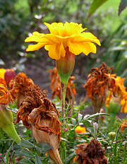 Tagetes blomstrer og sætter frø til frosten kommer.