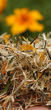Tagetes