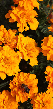 Tagetes som insektplante