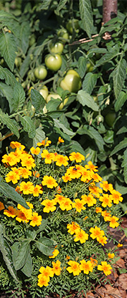 Tagetes og tomater