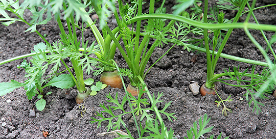 Tør jord i gulerodsbedet