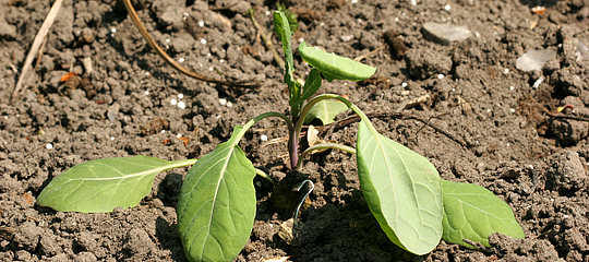 Planten sover i solen
