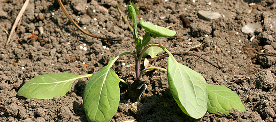 Planten sover i solen