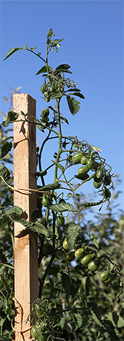 Tomater friland