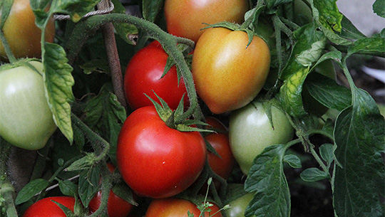 Bell star tomater på friland