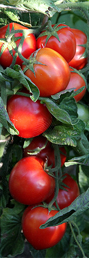 Bell Star tomater på friland