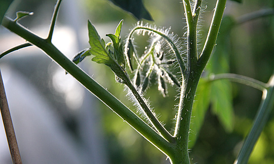 tomatblomst