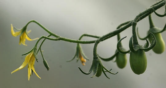 Tomatblomster