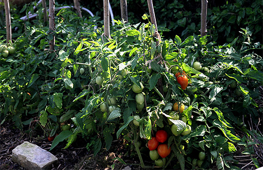 tomater på friland