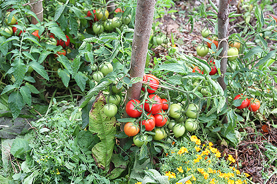 tomater og jorddække