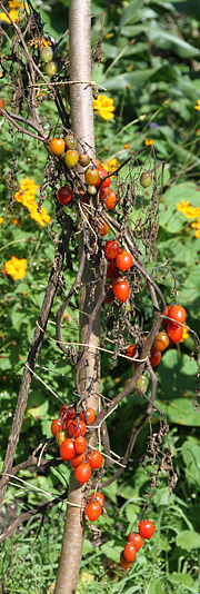 Tomatplante ødelagt af kartoffelskimmel