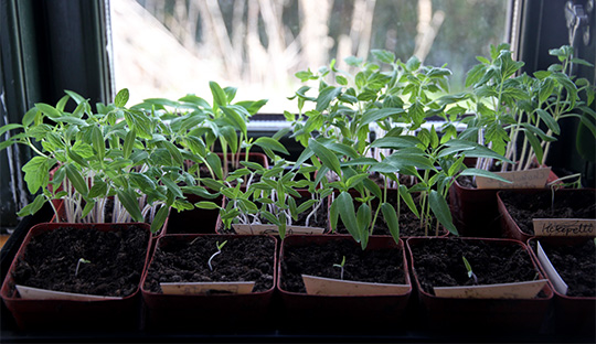 Tomatplanter i vindueskarmen