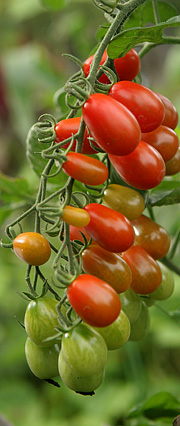 Tomatklase