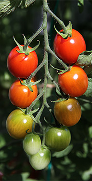 modne cherrytomater