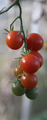 Tomater i november