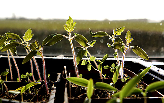 Tomatplanter i vindueskarmen