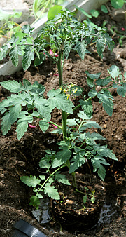 Tomatplante udplantning