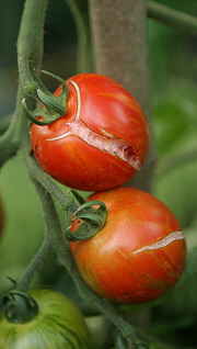 Revnede tomater på friland