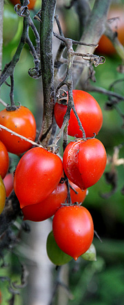 Tomaterne revner af væde