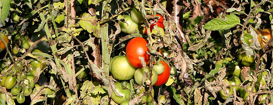 Skimmel på tomater