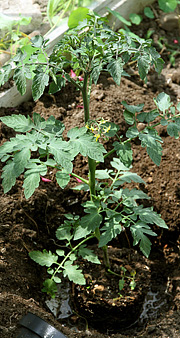 Plantning af tomatplante