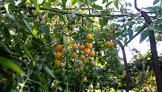 tomater i vandret opbinding