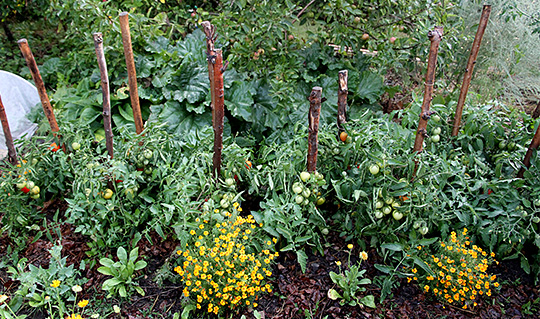 Tomatbed