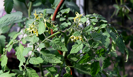 tomaterne blomstrer