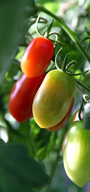 tomaterne modner stadigvæk