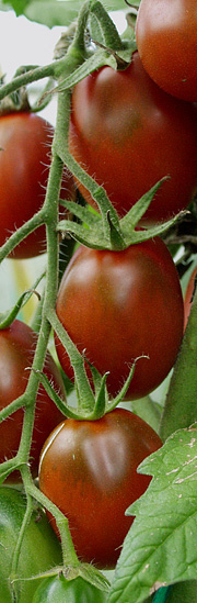 Dejlige tomater