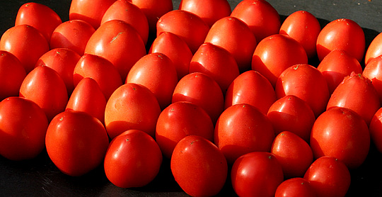 Tomater i massevis