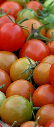 tomater i oktober