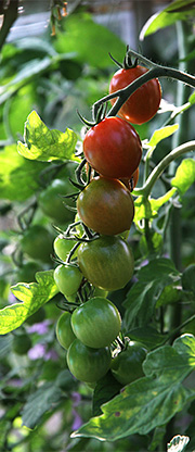 Tomater friland