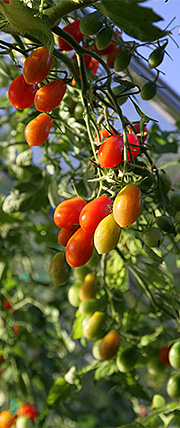 tomater i septembersol