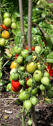 Tomater på friland uden blade