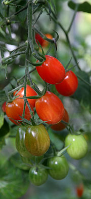 Røde og grønnne tomater