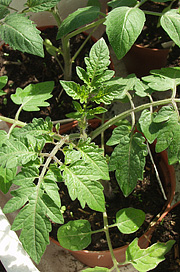 tomatplante udplantning