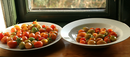 Tomater til eftermodning