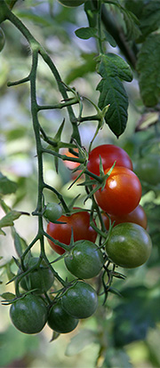 Tomater i oktobersol