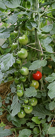 De første tomater