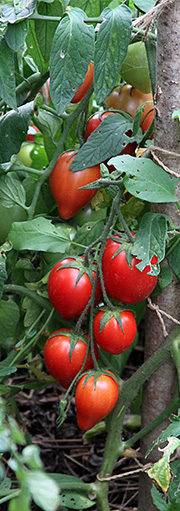 Bell Star tomat