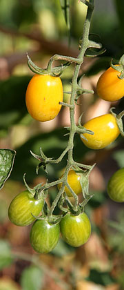 Tomater skal være modne til frø
