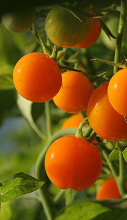 Gulorange tomater