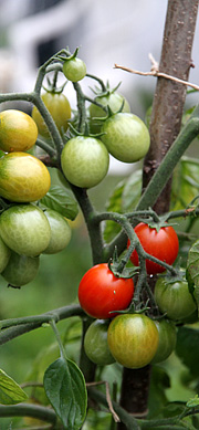 Udendørs tomater er begyndt at modne