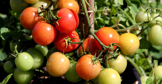 Modnende tomater