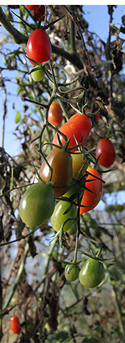 Tomater i november i drivhuset