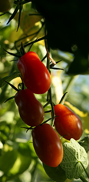 Tomater i oktober