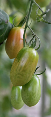grønne tomater modner