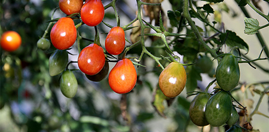 Tomater i drivhus i oktober