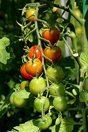 Tomaterne er ved at modne